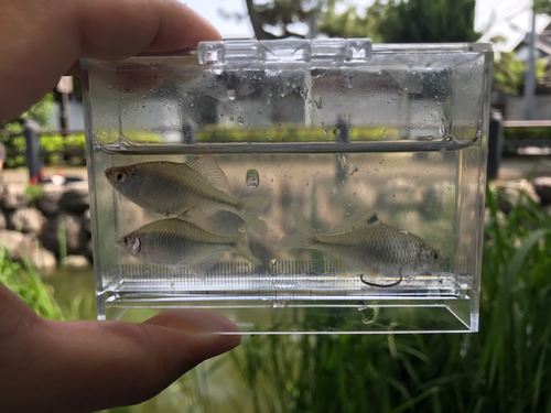 タイリクバラタナゴの釣果