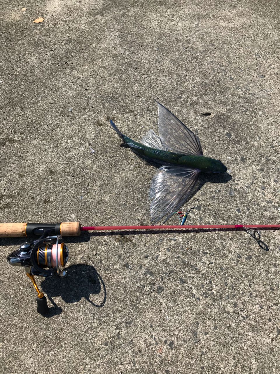 トビウオ