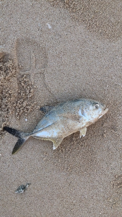 メッキの釣果