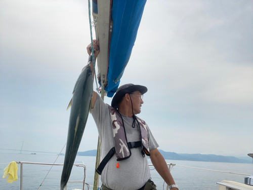 ブリの釣果