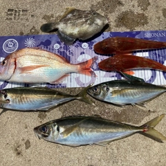 マアジの釣果