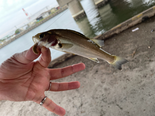 セイゴ（マルスズキ）の釣果