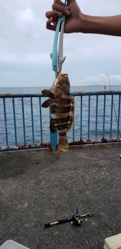 アオハタの釣果