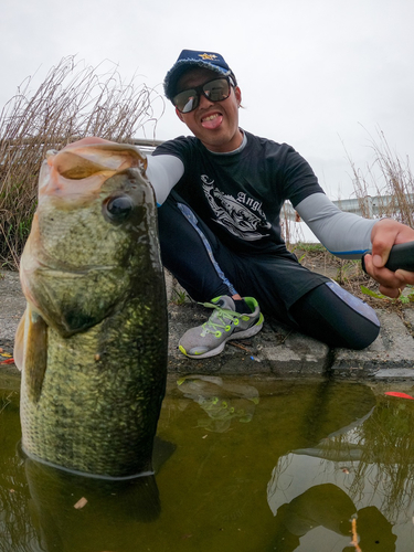 ブラックバスの釣果