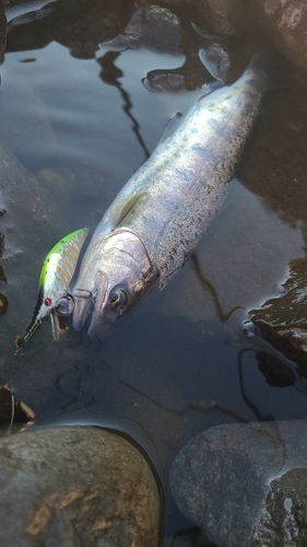 ヤマメの釣果