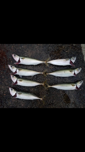 サバの釣果