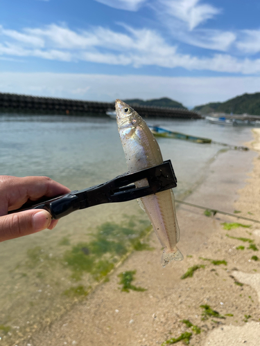 キスの釣果