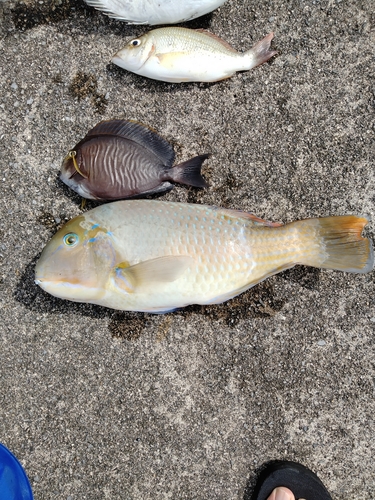 マクブの釣果