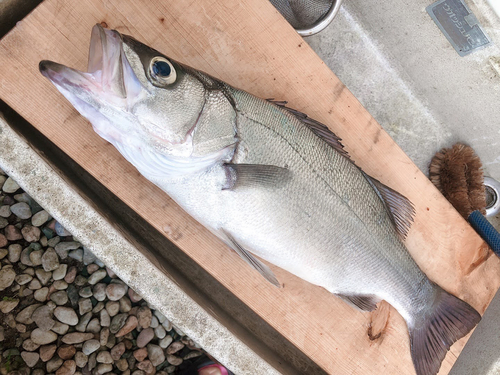 フッコ（ヒラスズキ）の釣果