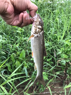 ニゴイの釣果