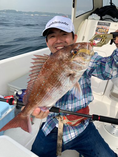 マダイの釣果