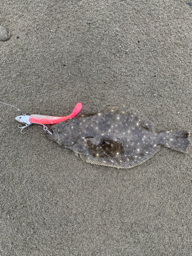 ソゲの釣果