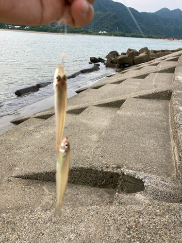 シロギスの釣果