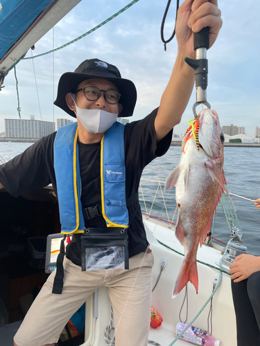 マダイの釣果