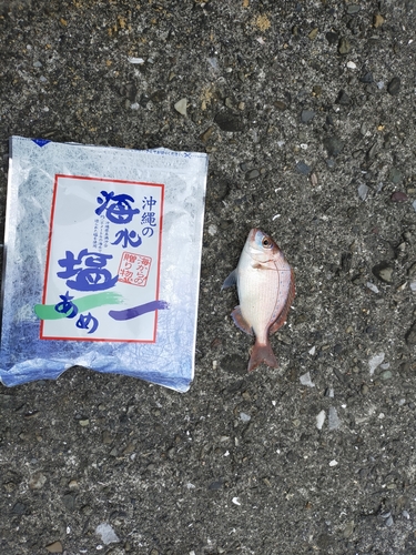 チダイの釣果