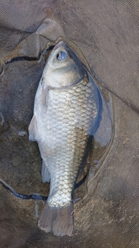 ヘラブナの釣果