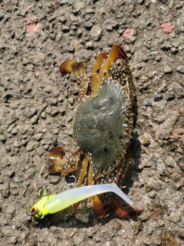 タイワンガザミの釣果