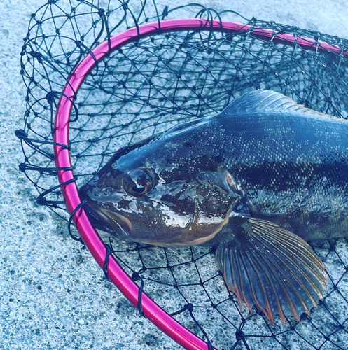 アイナメの釣果