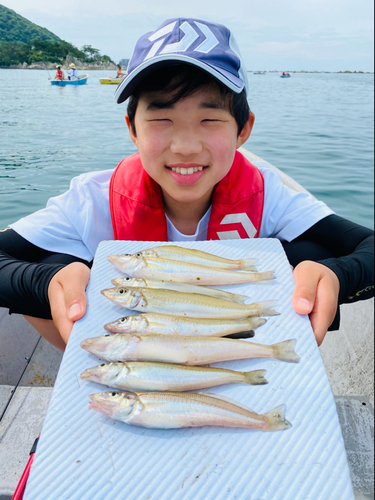 シロギスの釣果