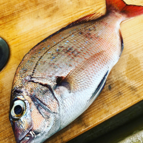 マダイの釣果