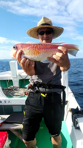 アマダイの釣果