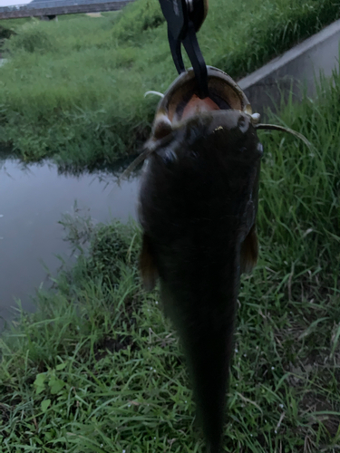 ナマズの釣果