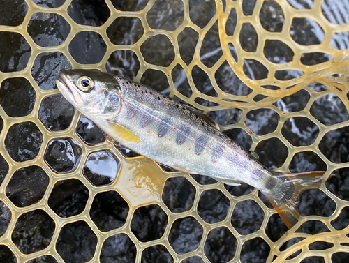 アマゴの釣果