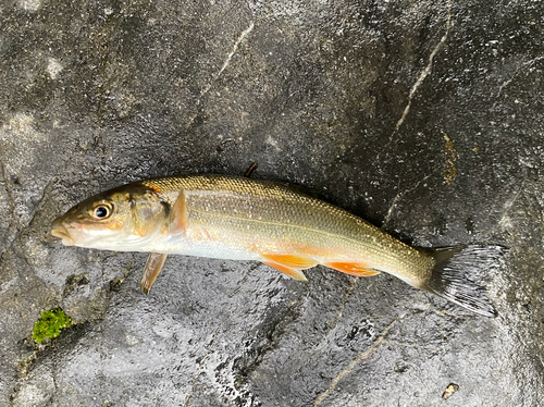 ウグイの釣果