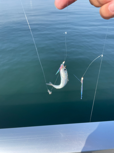 サバの釣果