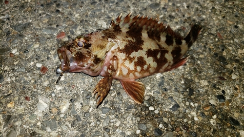 カサゴの釣果