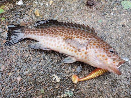 オオモンハタの釣果