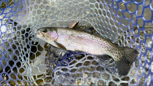 ニジマスの釣果