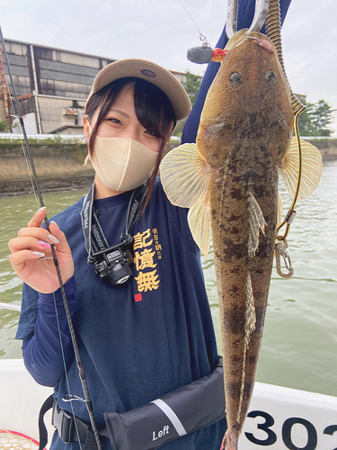 マゴチの釣果