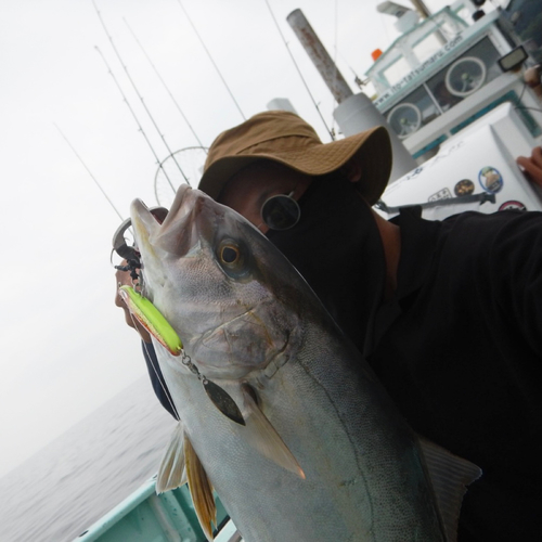 カンパチの釣果