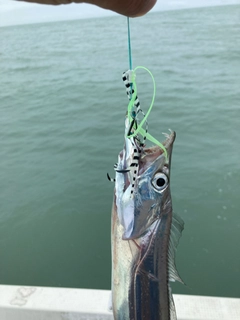 タチウオの釣果