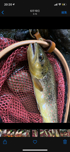 ブラウントラウトの釣果