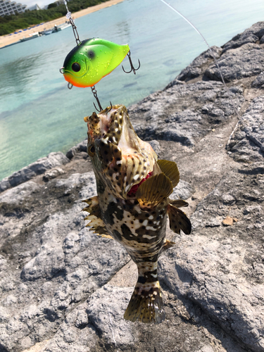 ヤイトハタの釣果