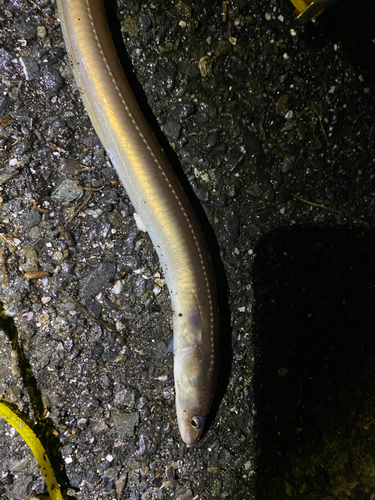 アナゴの釣果