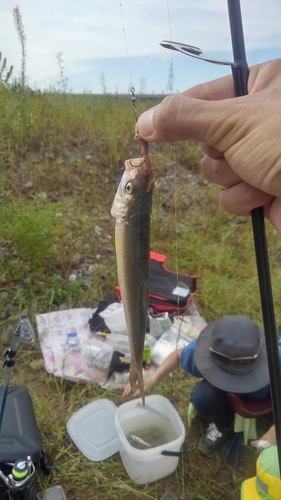 ウグイの釣果