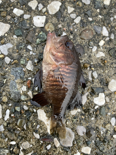 クロイシモチの釣果