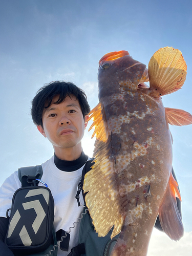 アコウの釣果