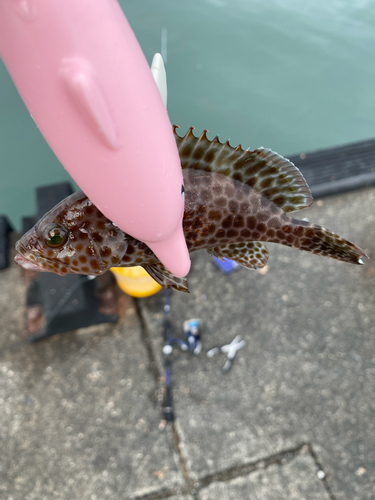 オオモンハタの釣果