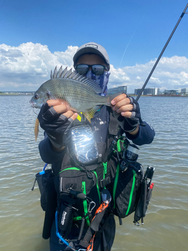 キチヌの釣果