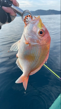 キダイの釣果