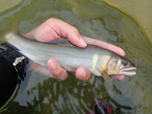 アユの釣果