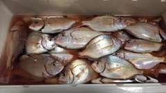 ハナダイの釣果