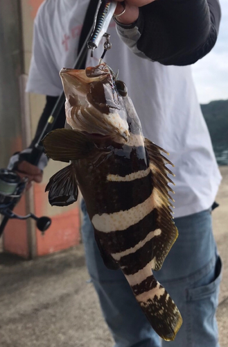 ハタの釣果