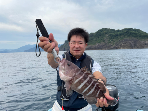 マハタの釣果