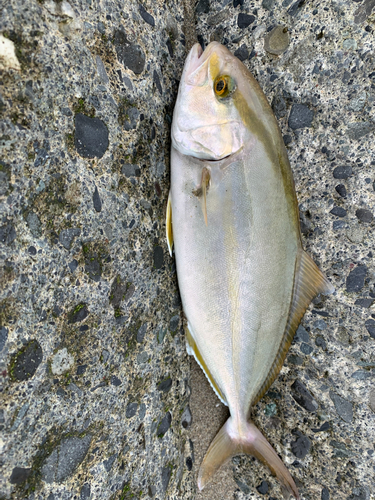 ショゴの釣果