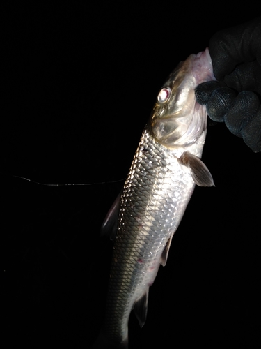 ニゴイの釣果